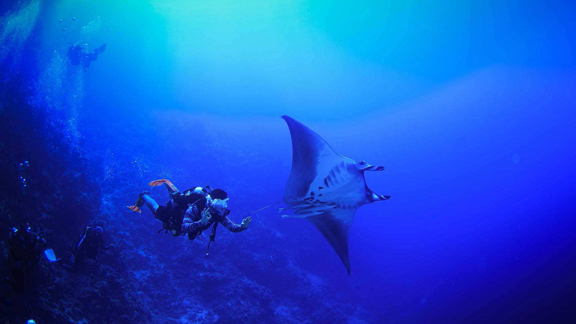Scuba Diving Tours Visit Saudi Official site